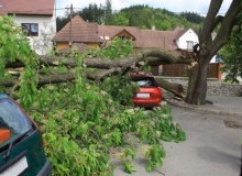 Kwikfynd Tree Cutting Services
mountbarkersa