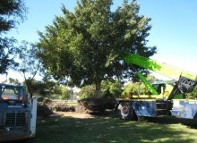 Kwikfynd Tree Management Services
mountbarkersa